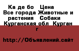 Ка де бо › Цена ­ 25 - Все города Животные и растения » Собаки   . Курганская обл.,Курган г.
